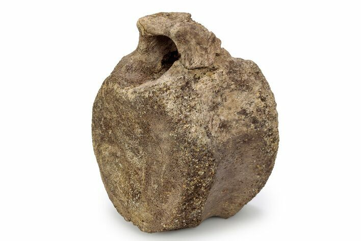 Hadrosaur (Edmontosaurus) Caudal Vertebra - Wyoming #356946